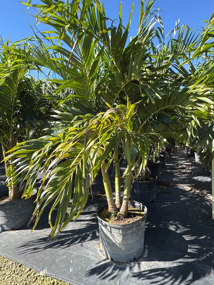 veitchia-merrillii-christmas-palm-adonidia-merrillii