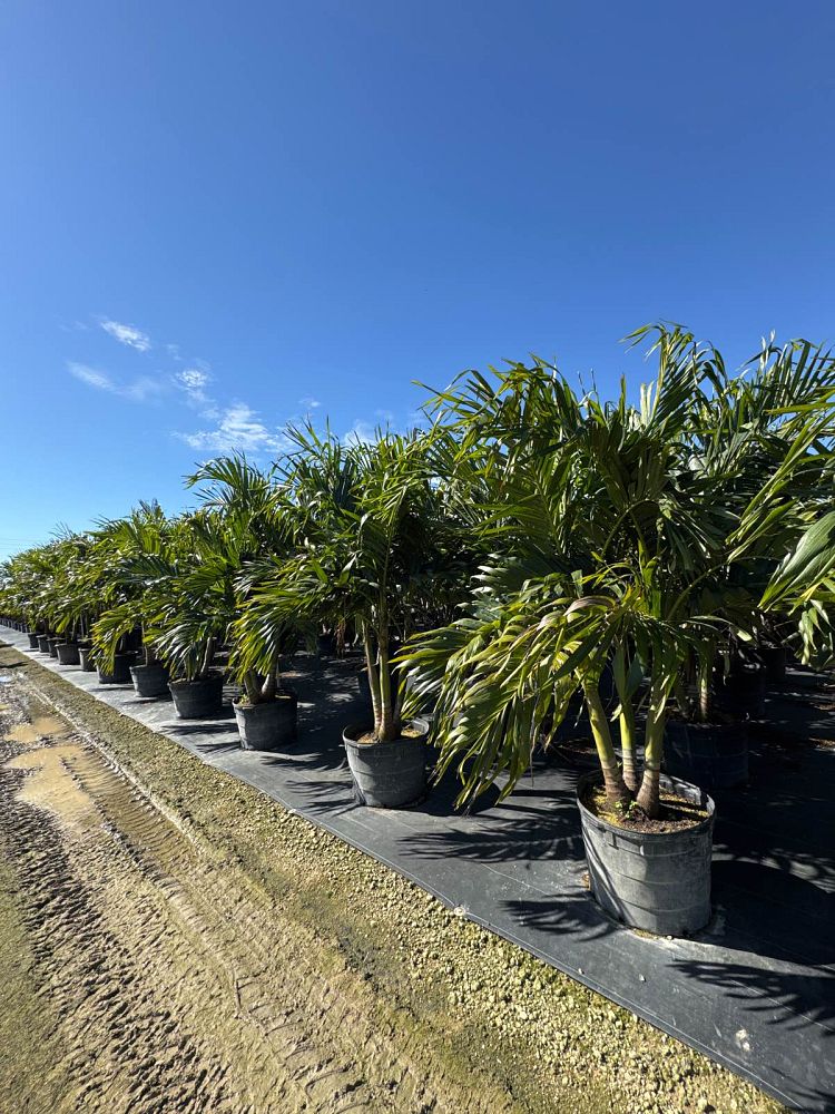 veitchia-merrillii-christmas-palm-adonidia-merrillii