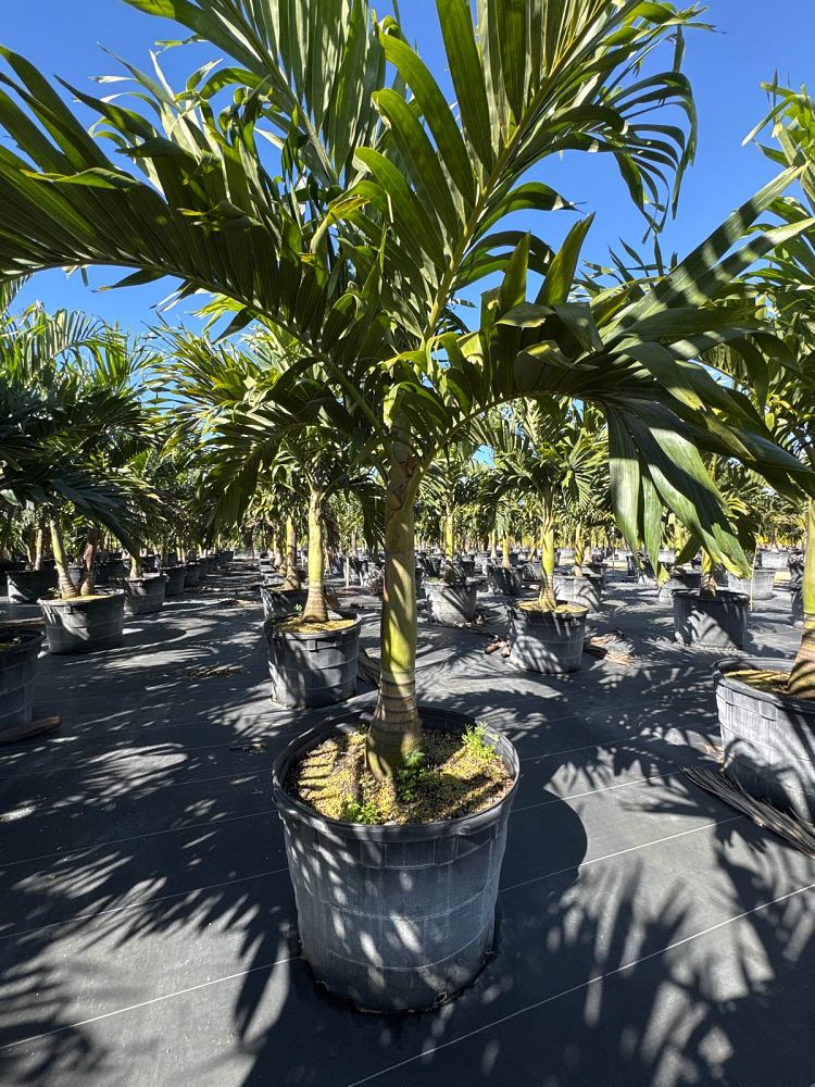 veitchia-merrillii-christmas-palm-adonidia-merrillii