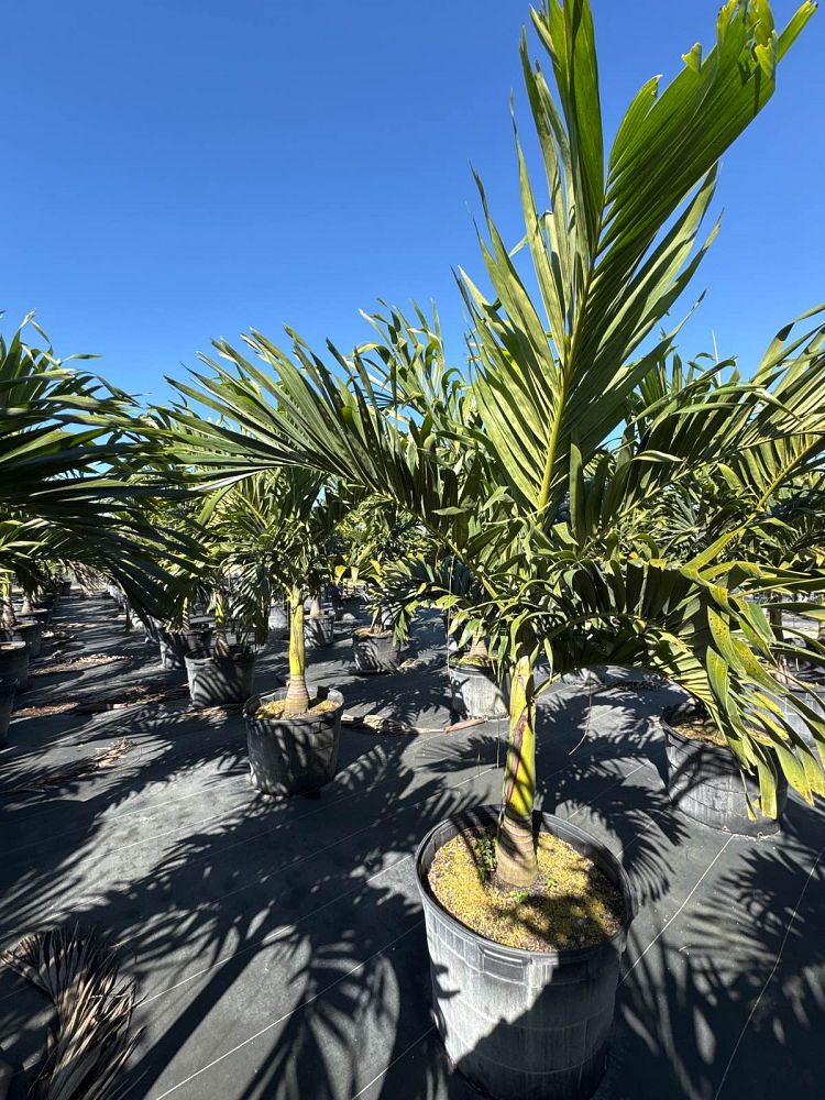 veitchia-merrillii-christmas-palm-adonidia-merrillii