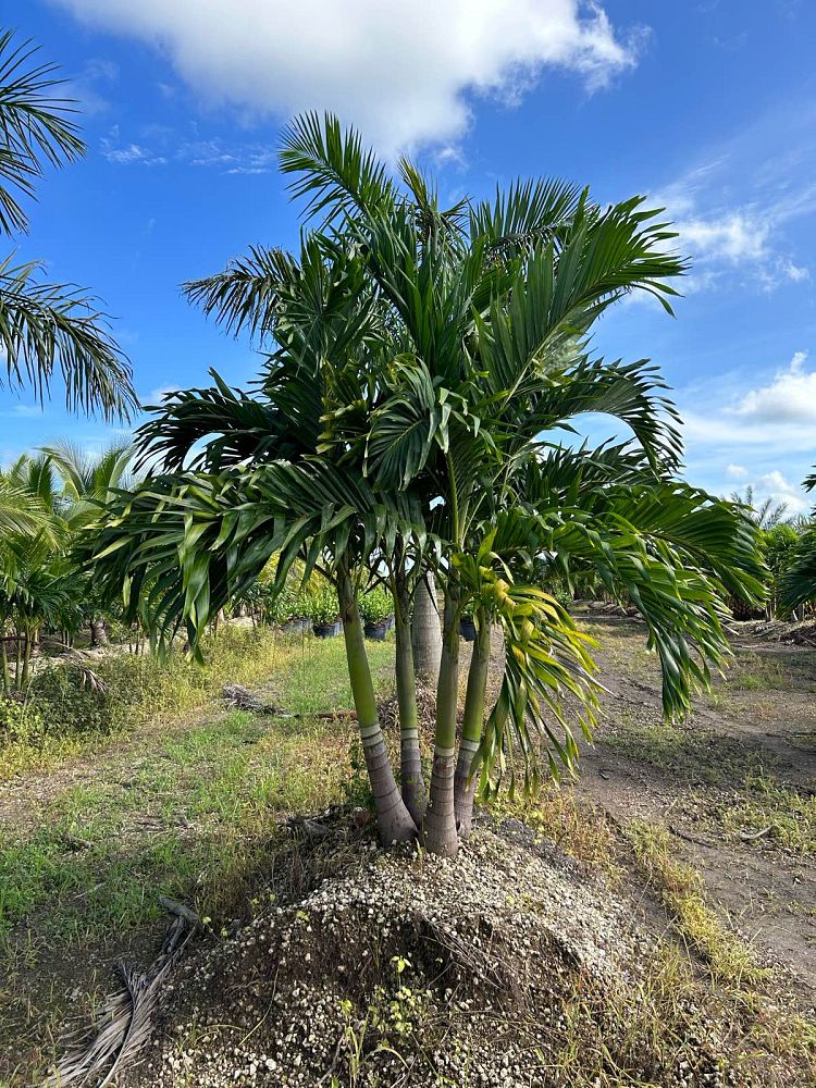 veitchia-merrillii-christmas-palm-adonidia-merrillii
