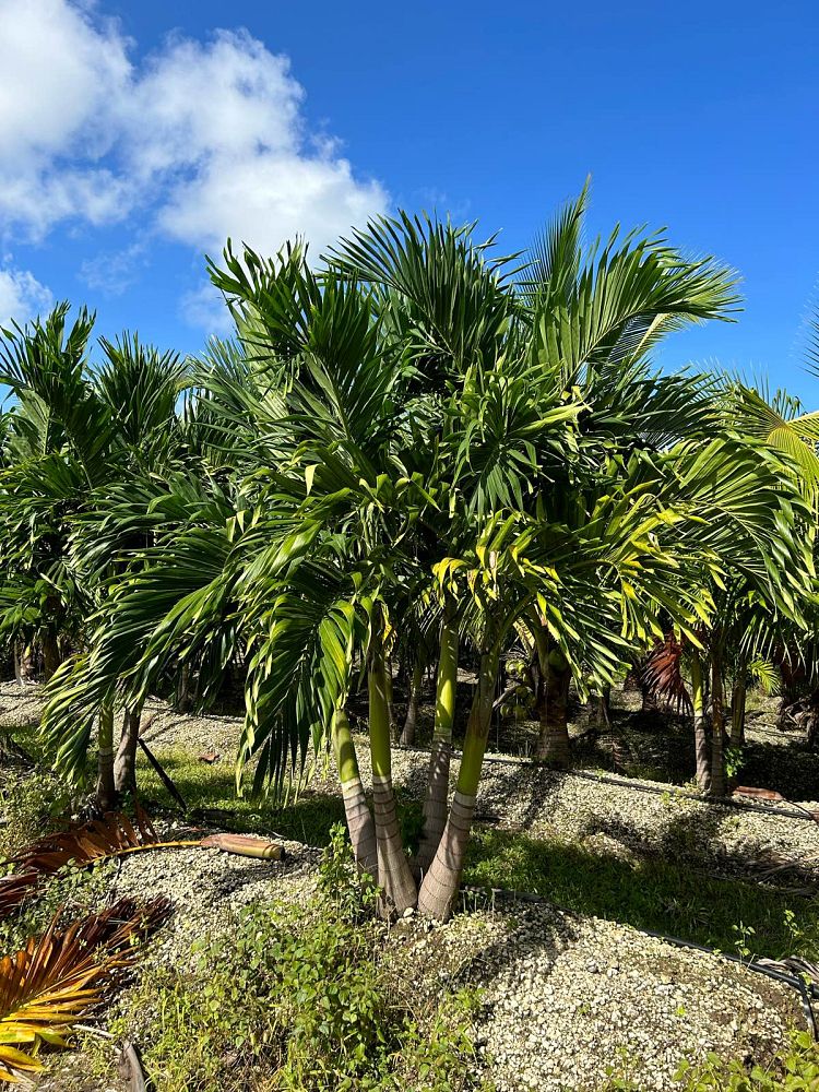 veitchia-merrillii-christmas-palm-adonidia-merrillii
