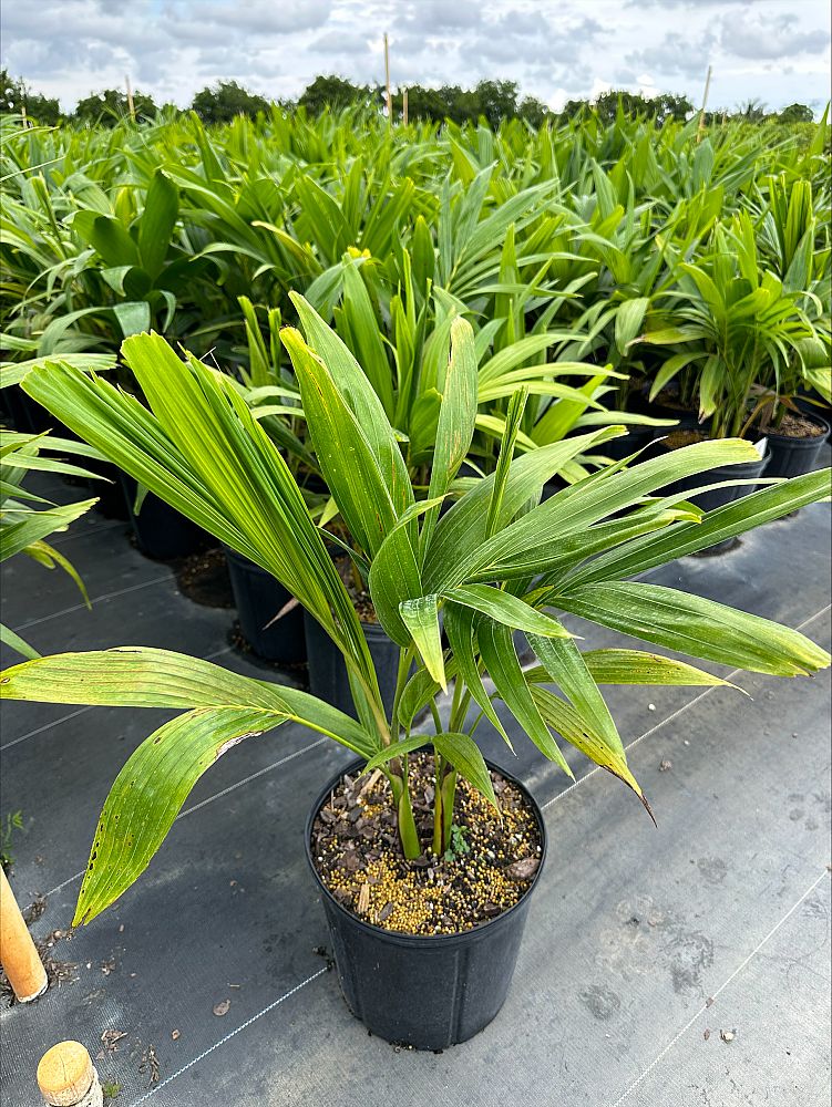 veitchia-merrillii-christmas-palm-adonidia-merrillii