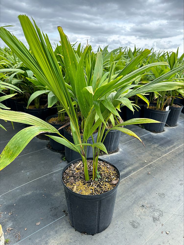 veitchia-merrillii-christmas-palm-adonidia-merrillii