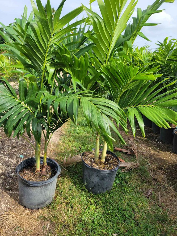 veitchia-merrillii-christmas-palm-adonidia-merrillii