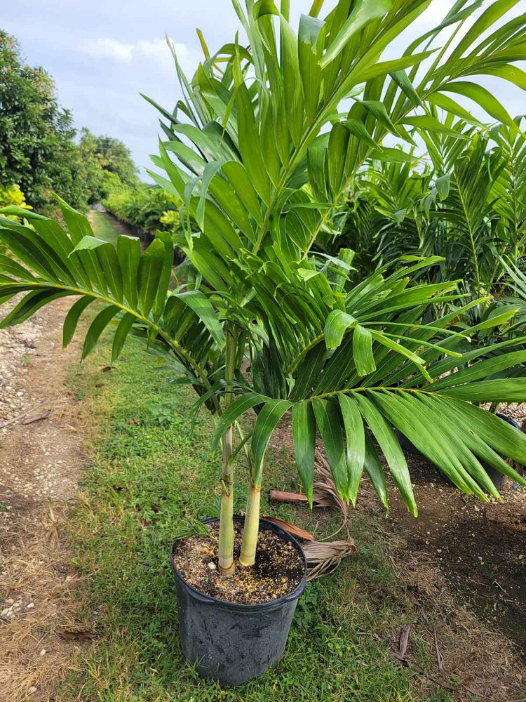 veitchia-merrillii-christmas-palm-adonidia-merrillii