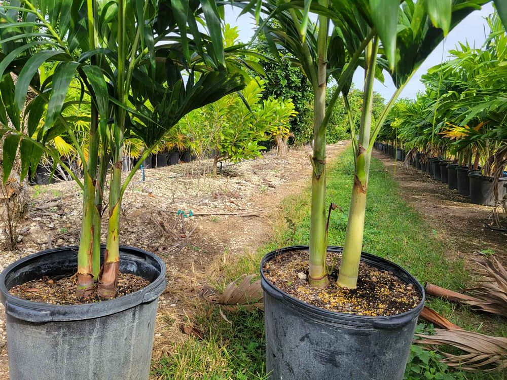veitchia-merrillii-christmas-palm-adonidia-merrillii