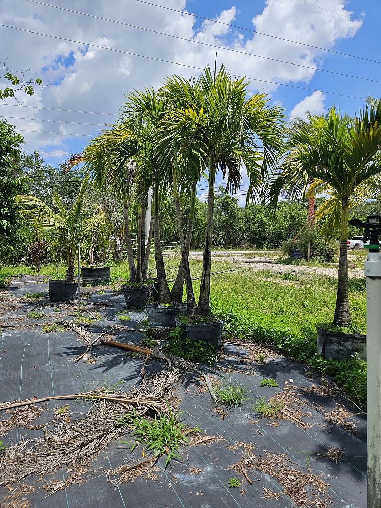 veitchia-merrillii-christmas-palm-adonidia-merrillii