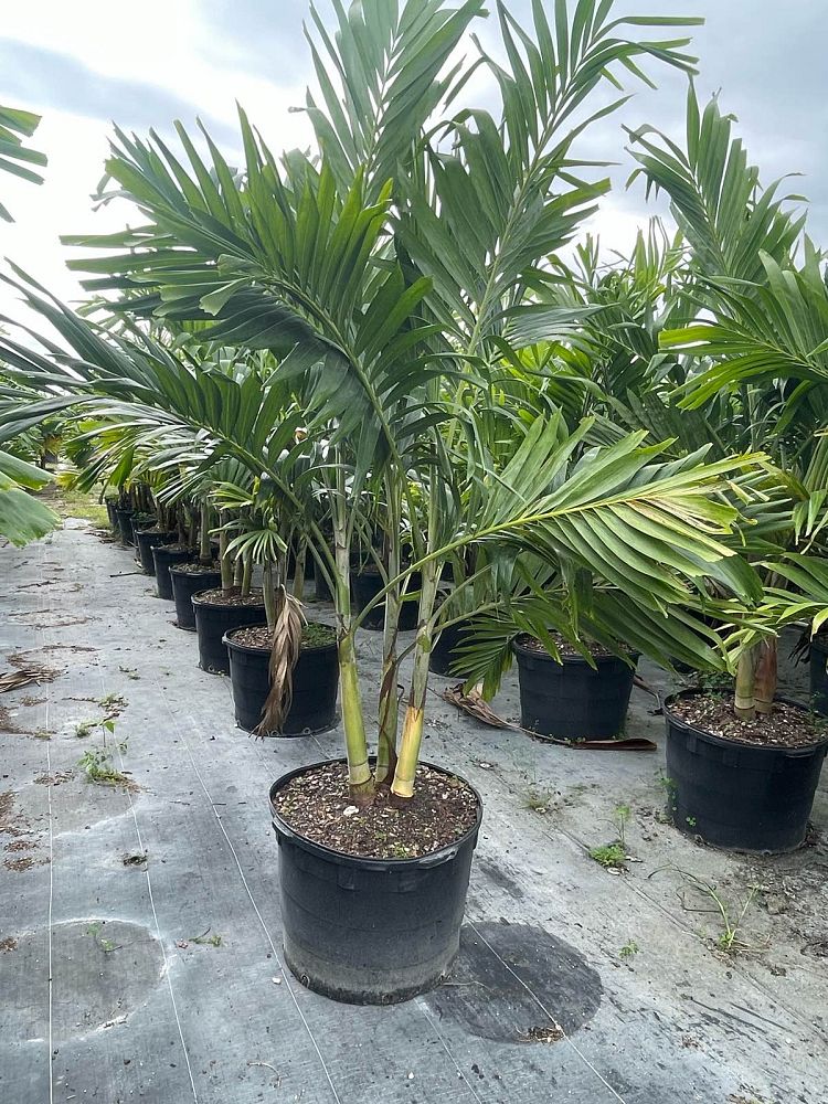 veitchia-merrillii-christmas-palm-adonidia-merrillii