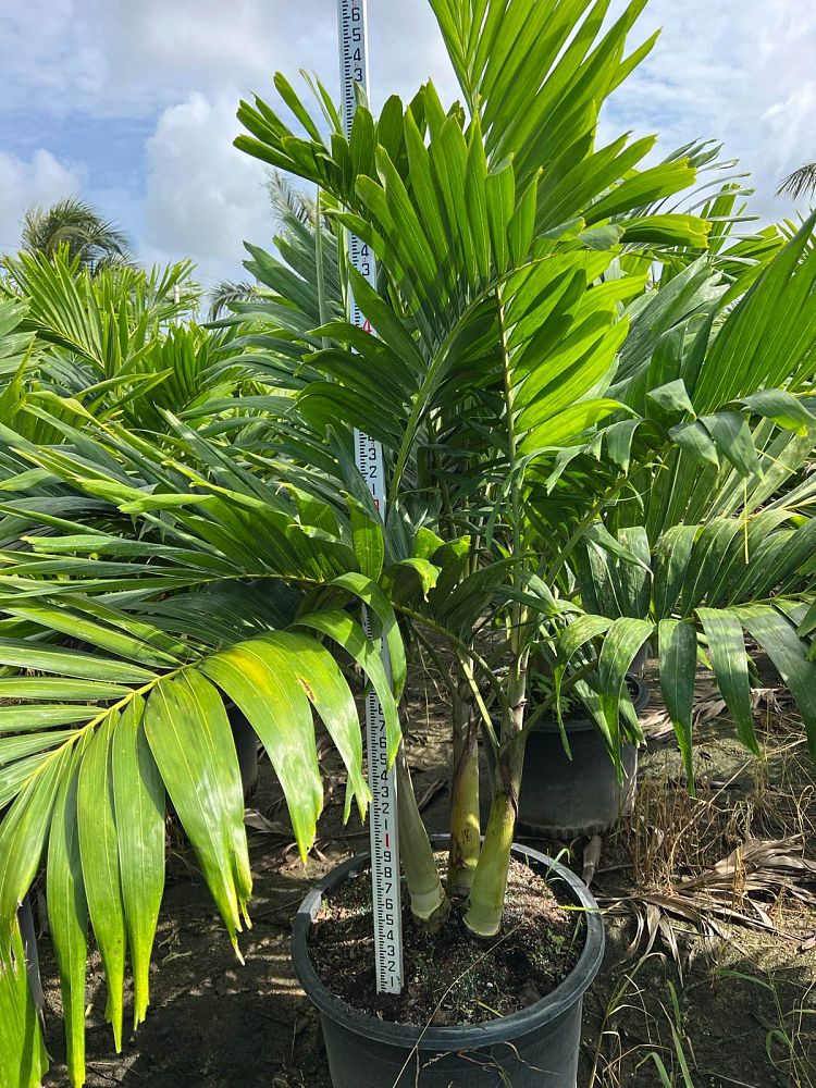 veitchia-merrillii-christmas-palm-adonidia-merrillii