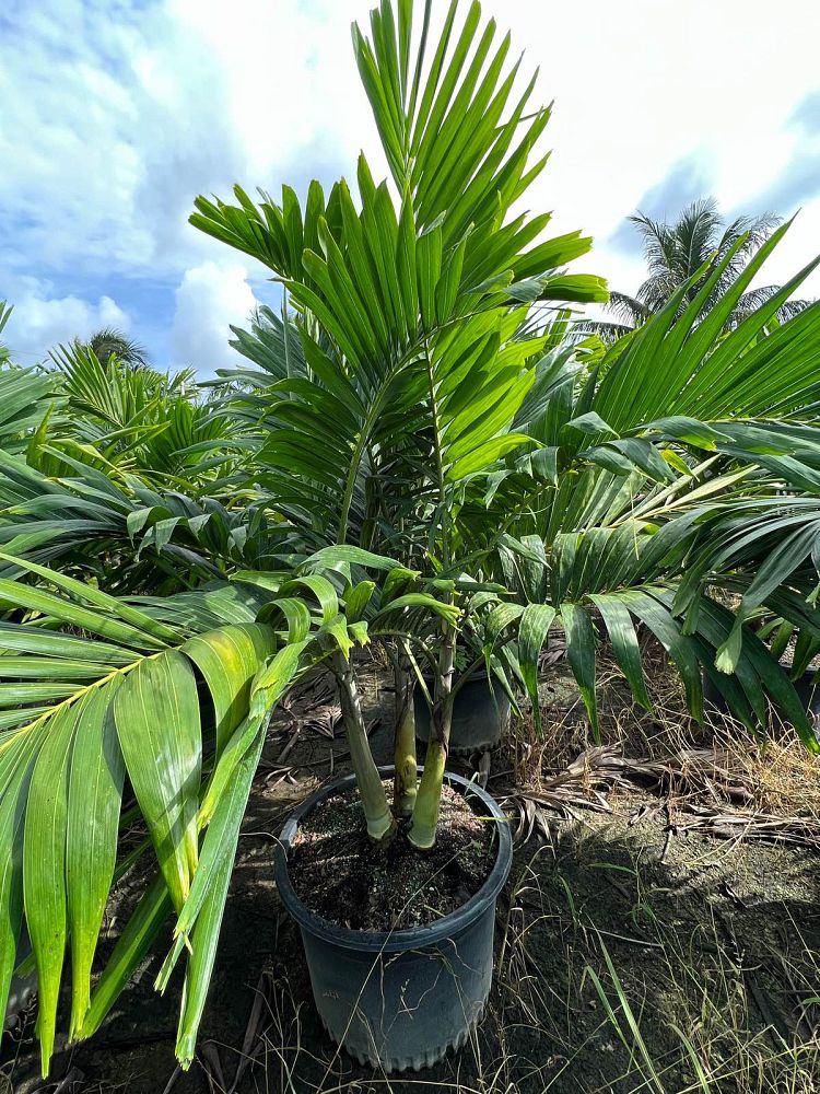 veitchia-merrillii-christmas-palm-adonidia-merrillii