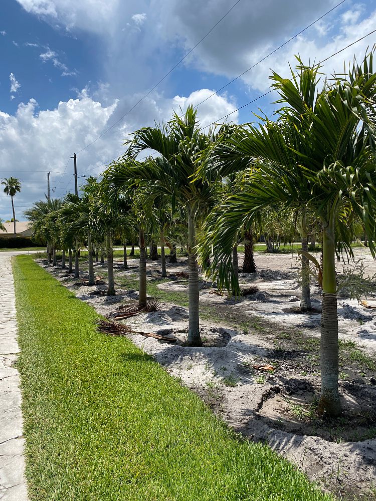 veitchia-merrillii-christmas-palm-adonidia-merrillii