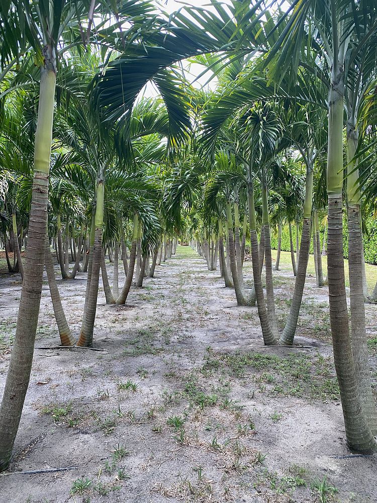 veitchia-merrillii-christmas-palm-adonidia-merrillii