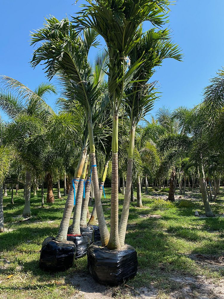 veitchia-merrillii-christmas-palm-adonidia-merrillii