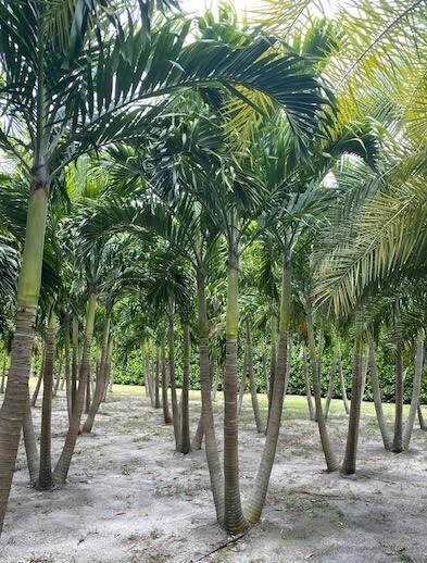 veitchia-merrillii-christmas-palm-adonidia-merrillii