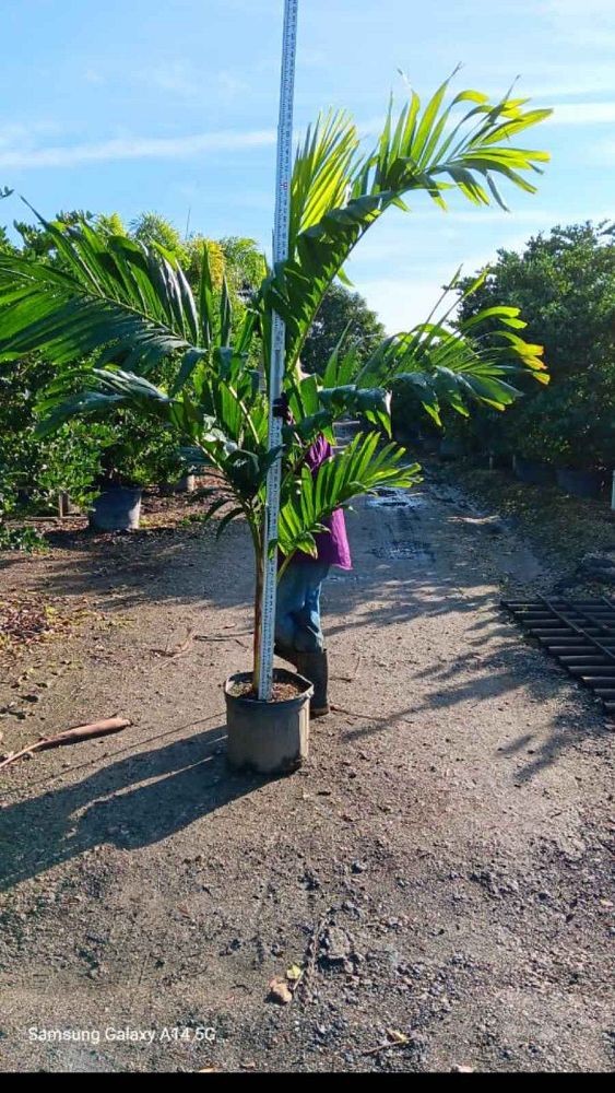 veitchia-merrillii-christmas-palm-adonidia-merrillii