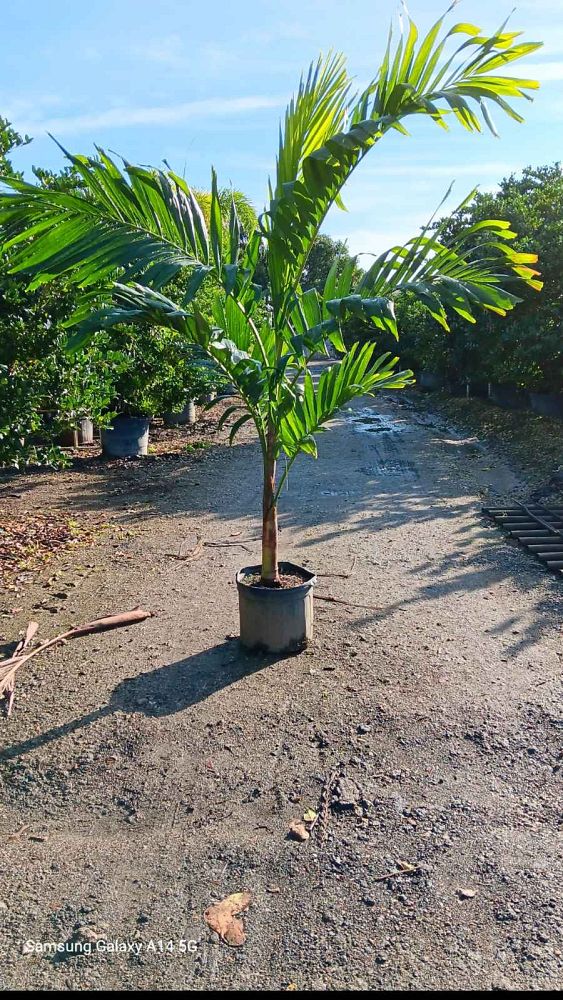 veitchia-merrillii-christmas-palm-adonidia-merrillii