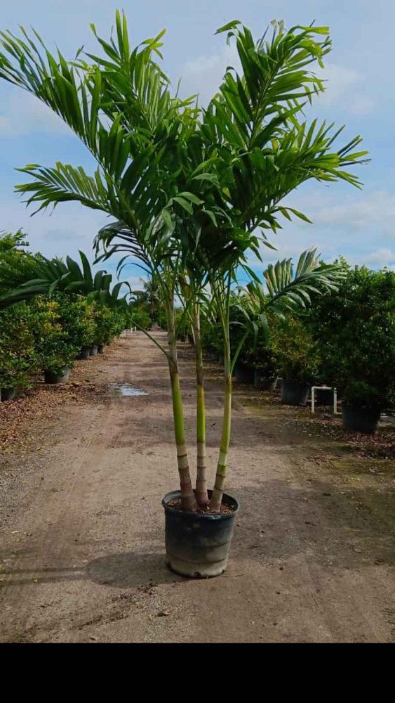 veitchia-merrillii-christmas-palm-adonidia-merrillii