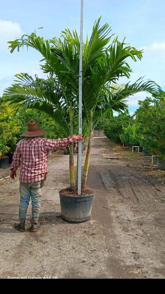 veitchia-merrillii-christmas-palm-adonidia-merrillii