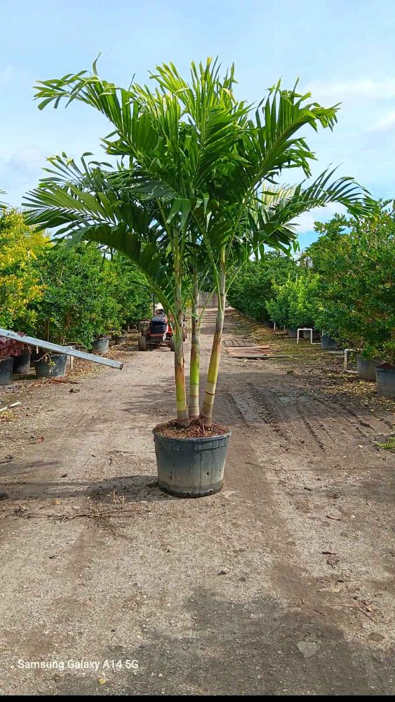 veitchia-merrillii-christmas-palm-adonidia-merrillii