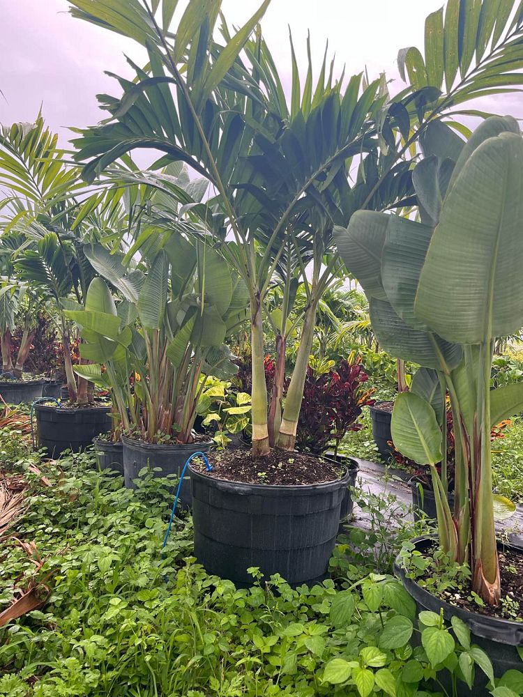 veitchia-merrillii-christmas-palm-adonidia-merrillii
