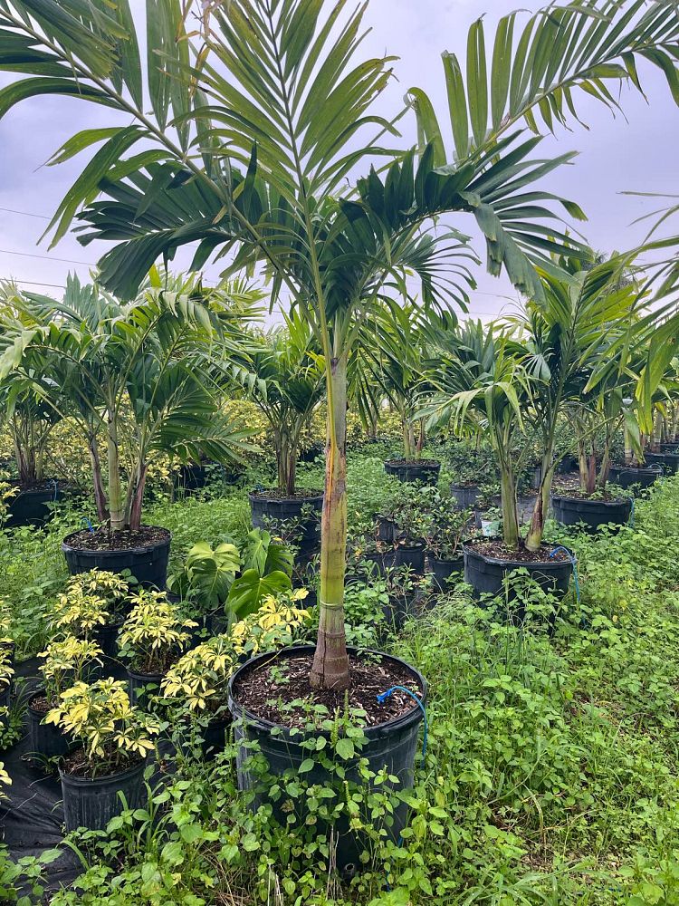 veitchia-merrillii-christmas-palm-adonidia-merrillii
