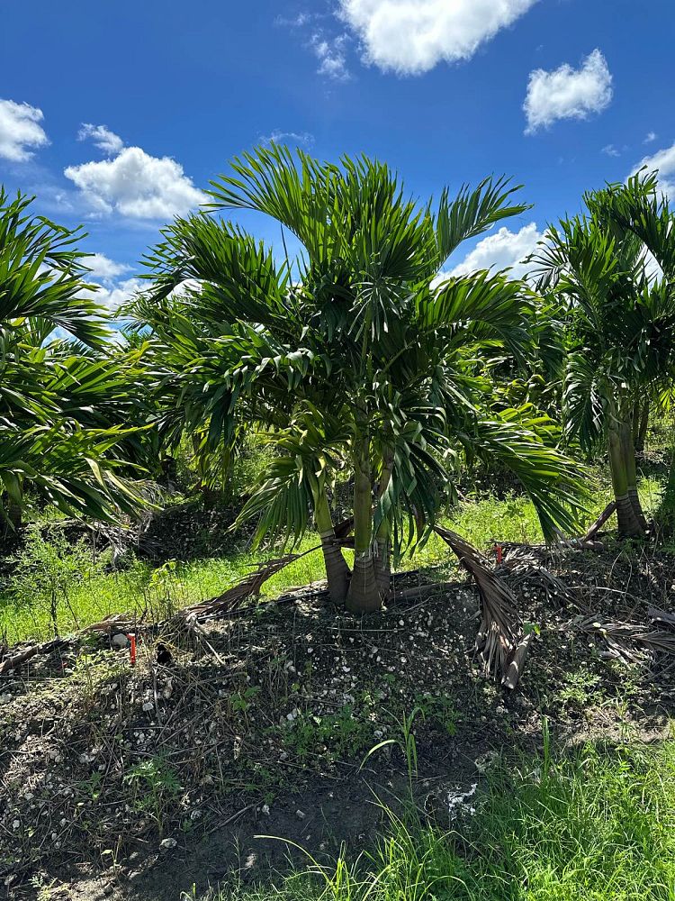 veitchia-merrillii-christmas-palm-adonidia-merrillii