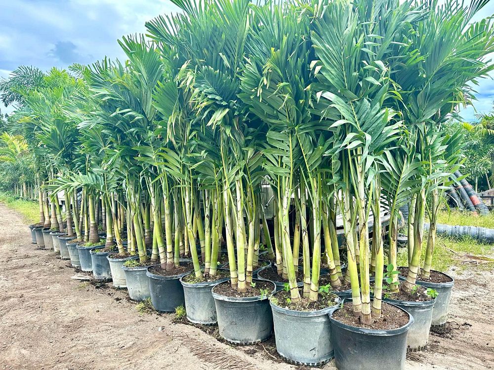 veitchia-merrillii-christmas-palm-adonidia-merrillii