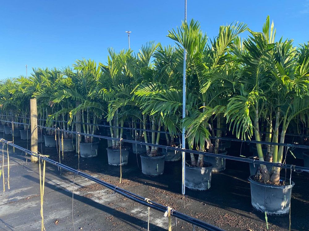 veitchia-merrillii-christmas-palm-adonidia-merrillii