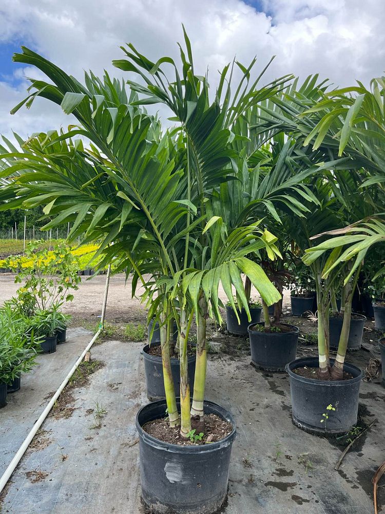 veitchia-merrillii-christmas-palm-adonidia-merrillii
