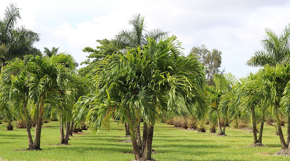 veitchia-merrillii-christmas-palm-adonidia-merrillii