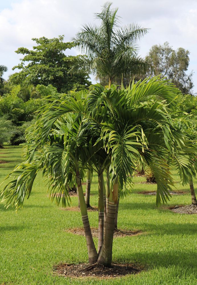 veitchia-merrillii-christmas-palm-adonidia-merrillii