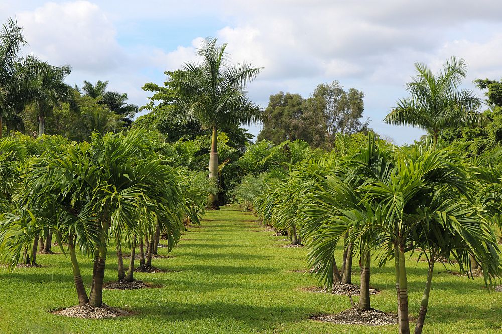 veitchia-merrillii-christmas-palm-adonidia-merrillii