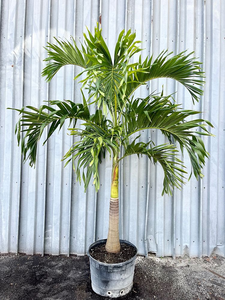 veitchia-merrillii-christmas-palm-adonidia-merrillii