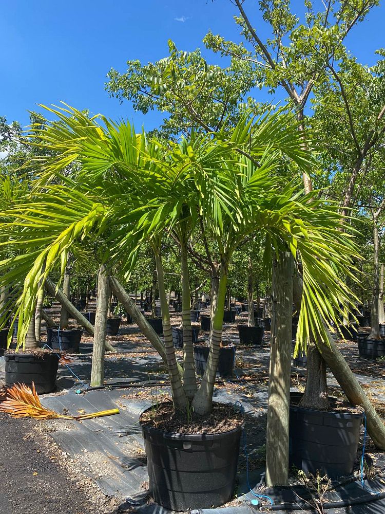 veitchia-merrillii-christmas-palm-adonidia-merrillii