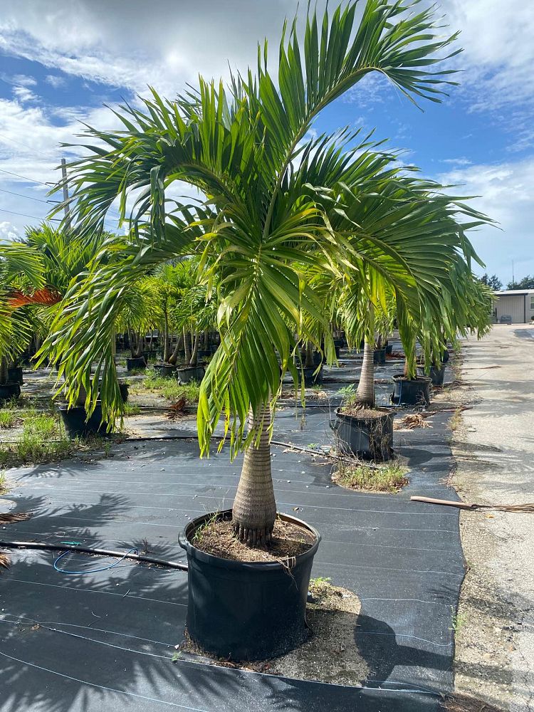veitchia-merrillii-christmas-palm-adonidia-merrillii
