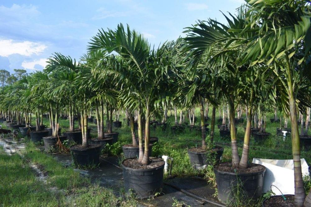 veitchia-merrillii-christmas-palm-adonidia-merrillii