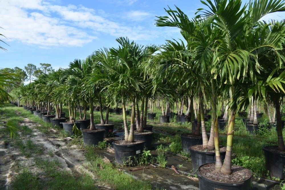 veitchia-merrillii-christmas-palm-adonidia-merrillii