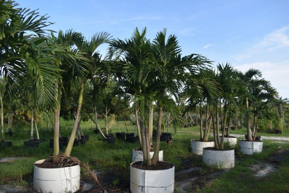 veitchia-merrillii-christmas-palm-adonidia-merrillii