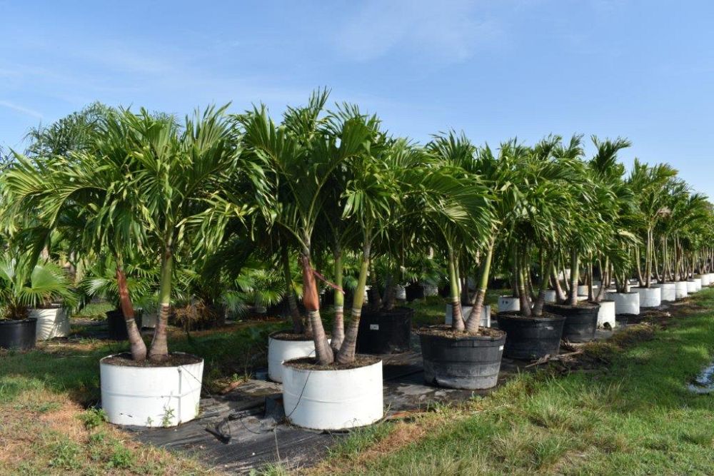 veitchia-merrillii-christmas-palm-adonidia-merrillii