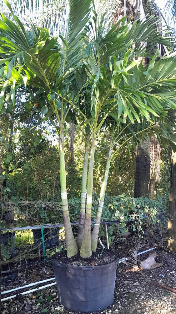 veitchia-merrillii-christmas-palm-adonidia-merrillii