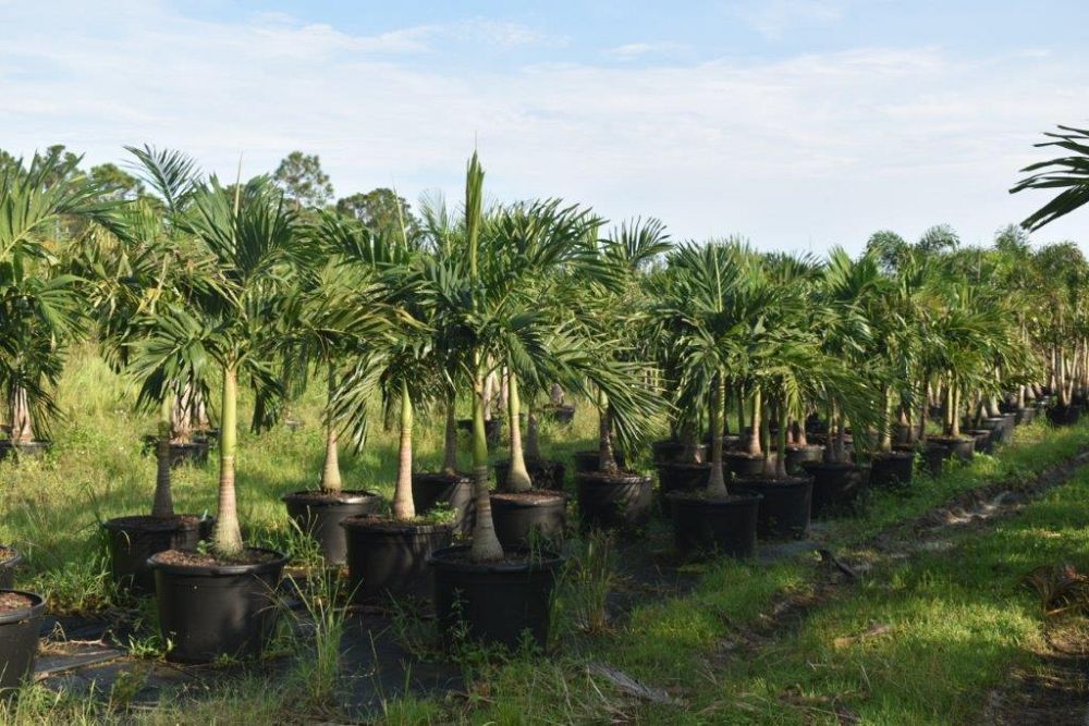 veitchia-merrillii-christmas-palm-adonidia-merrillii