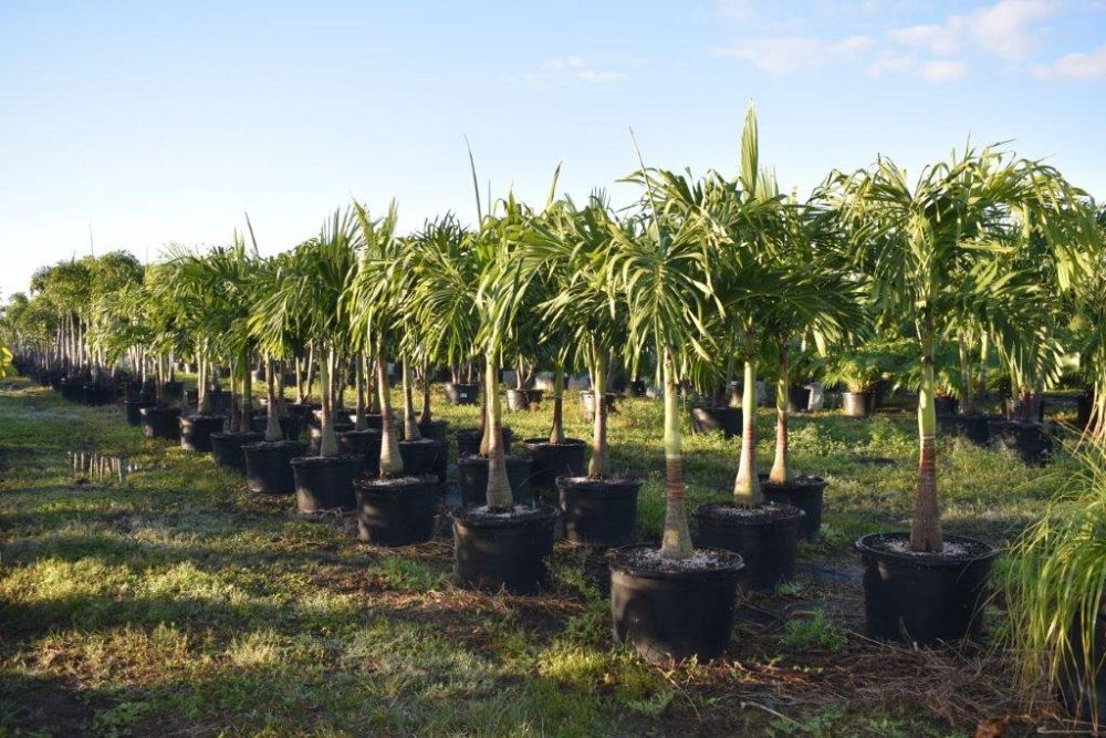 veitchia-merrillii-christmas-palm-adonidia-merrillii