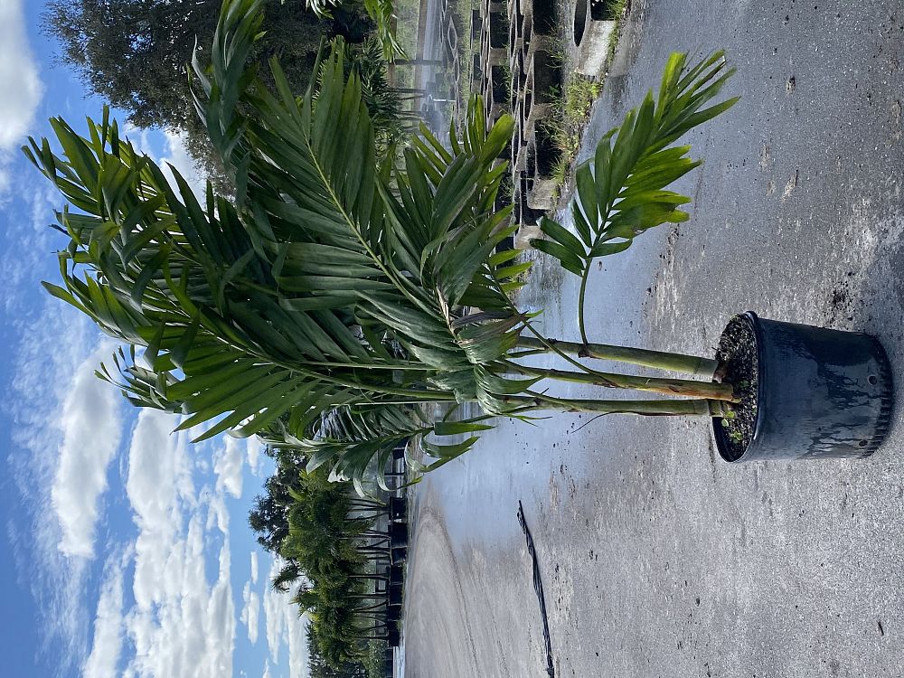 veitchia-merrillii-christmas-palm-adonidia-merrillii