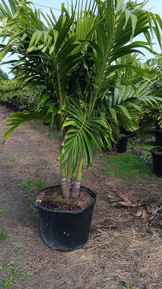 veitchia-merrillii-christmas-palm-adonidia-merrillii