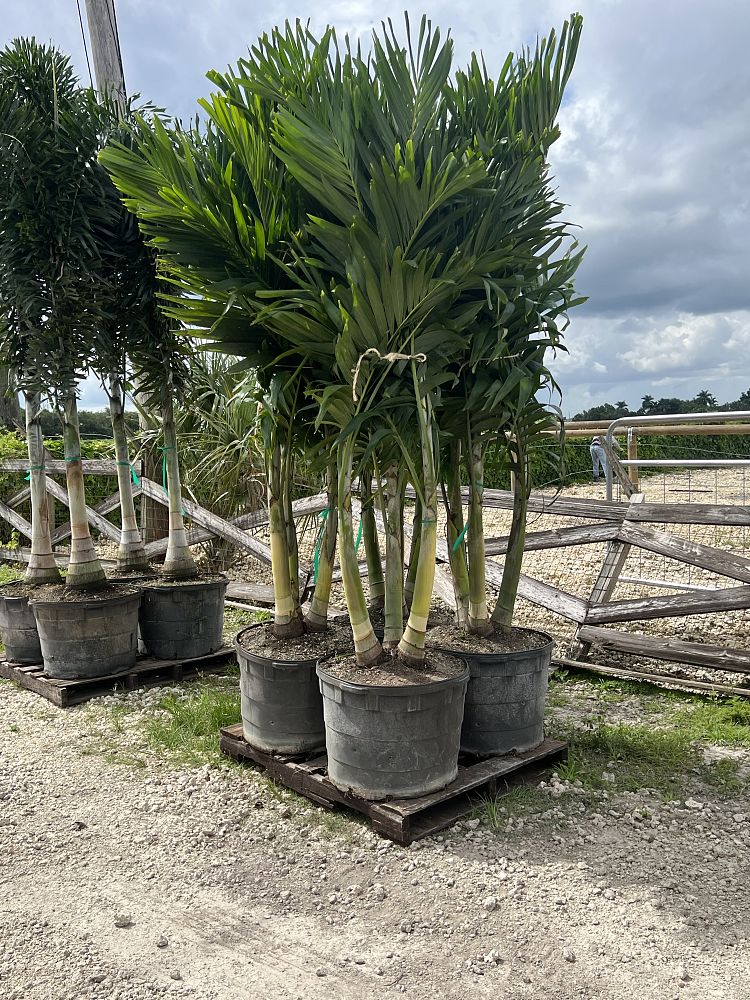 veitchia-merrillii-christmas-palm-adonidia-merrillii