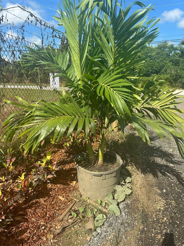 veitchia-merrillii-christmas-palm-adonidia-merrillii