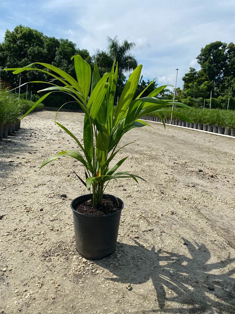 veitchia-merrillii-christmas-palm-adonidia-merrillii
