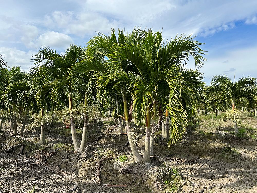 veitchia-merrillii-christmas-palm-adonidia-merrillii