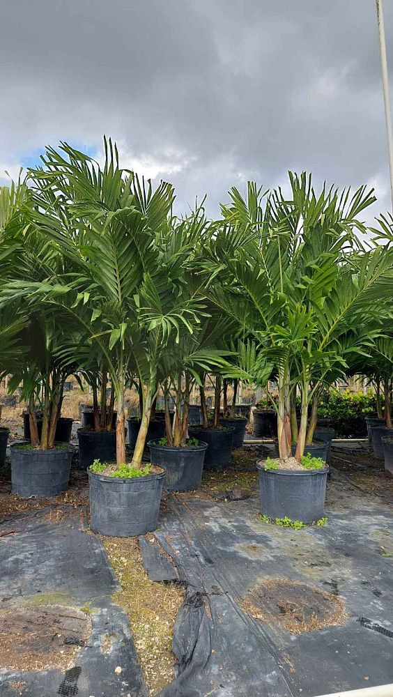 veitchia-merrillii-christmas-palm-adonidia-merrillii